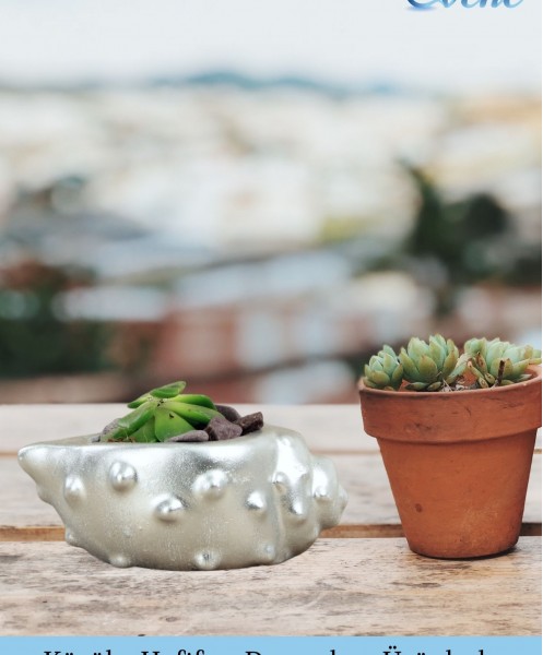 Mini Çiçek Saksı Küçük Sukulent Gümüş Kaktüs Saksısı 3lü Set Deniz Kabuğu Model